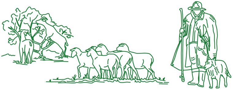 Zeichnung eines Schäfers mit seinen Schafen