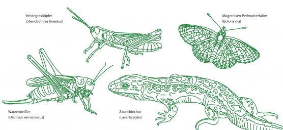 Leben im Magerrasen Abbildungsbeschreibung: Zeichnung verschiedener Tiere.