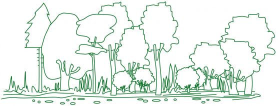Stockwerkaufbau des Waldes Abbildungsbeschreibung: Zeichnung von verschiedenen Bäumen