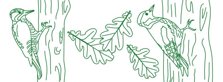 Zeichnung von zwei Spechten