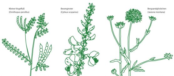Blütezeit im Magerrasen Abbildungsbeschreibung: Zeichnung von verschiedenen Pflanzen